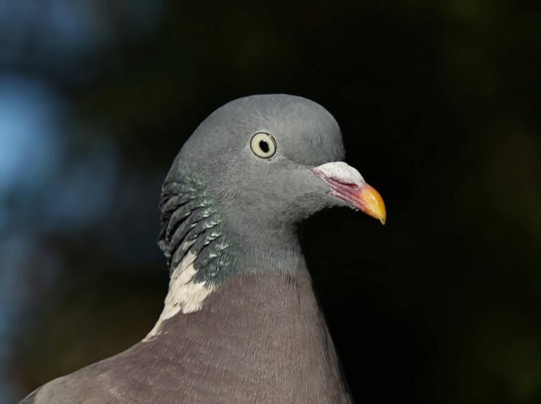 contact details provided here